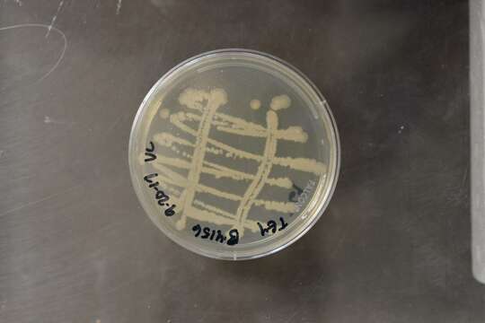 Image of Paenibacillus