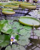 Image of waterlilies