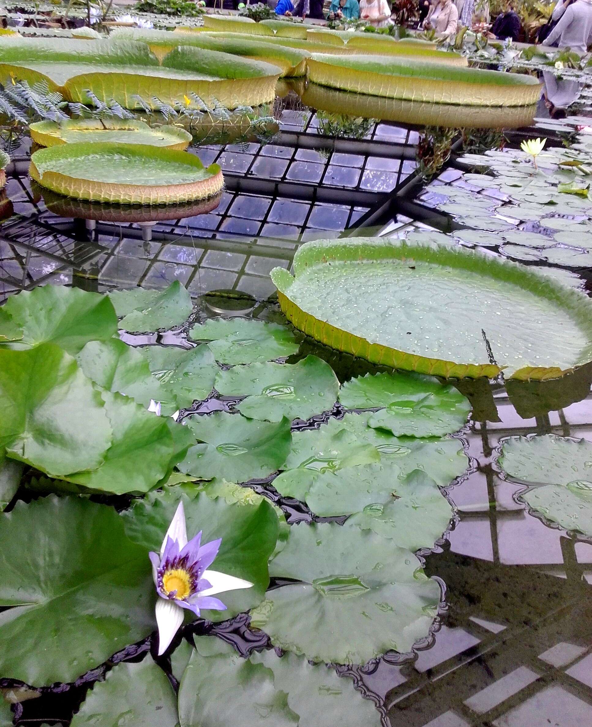 Image of waterlilies