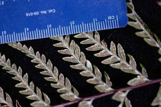 Image of goldback fern