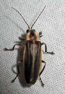 Image of Pennsylvania Firefly