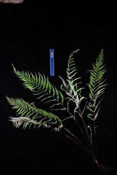 Image of goldback fern