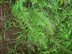 Image of goldback fern