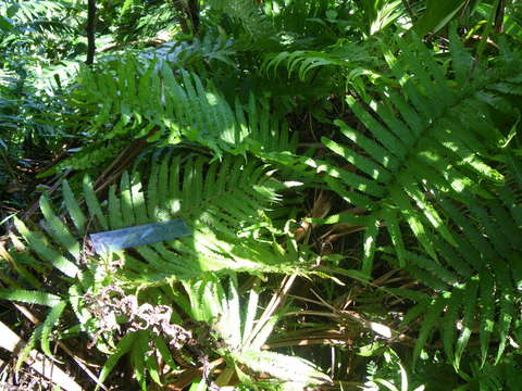 Image of Pneumatopteris mesocarpa (Copel.) Holtt.