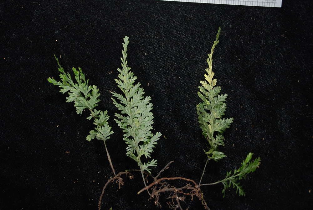 Image of Hymenophyllales