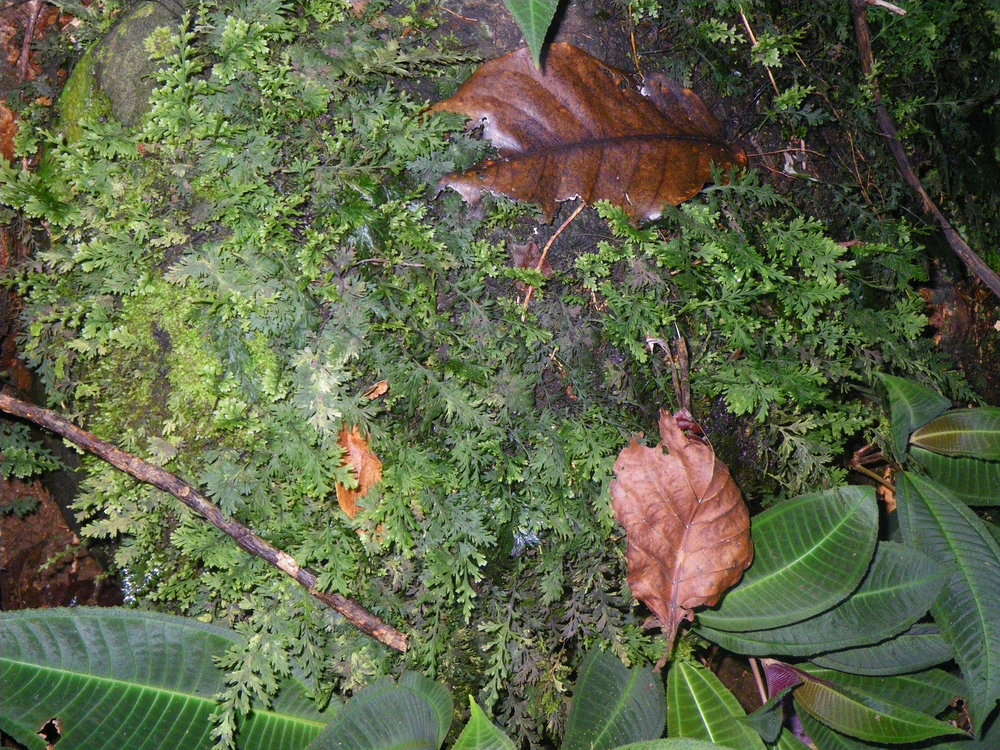 Image of Hymenophyllales