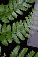 Image de Dryopteris macrolepidota Copel.