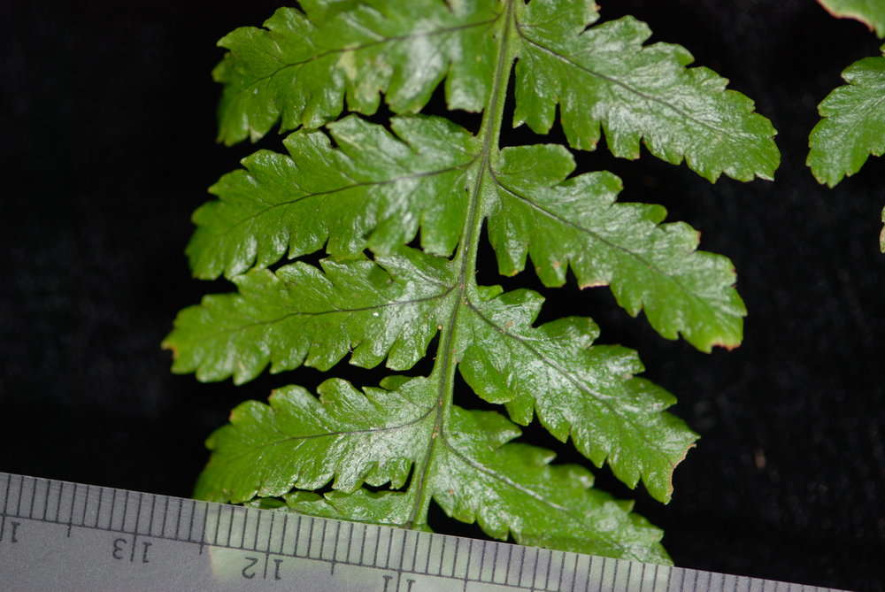 Image de Dryopteris macrolepidota Copel.