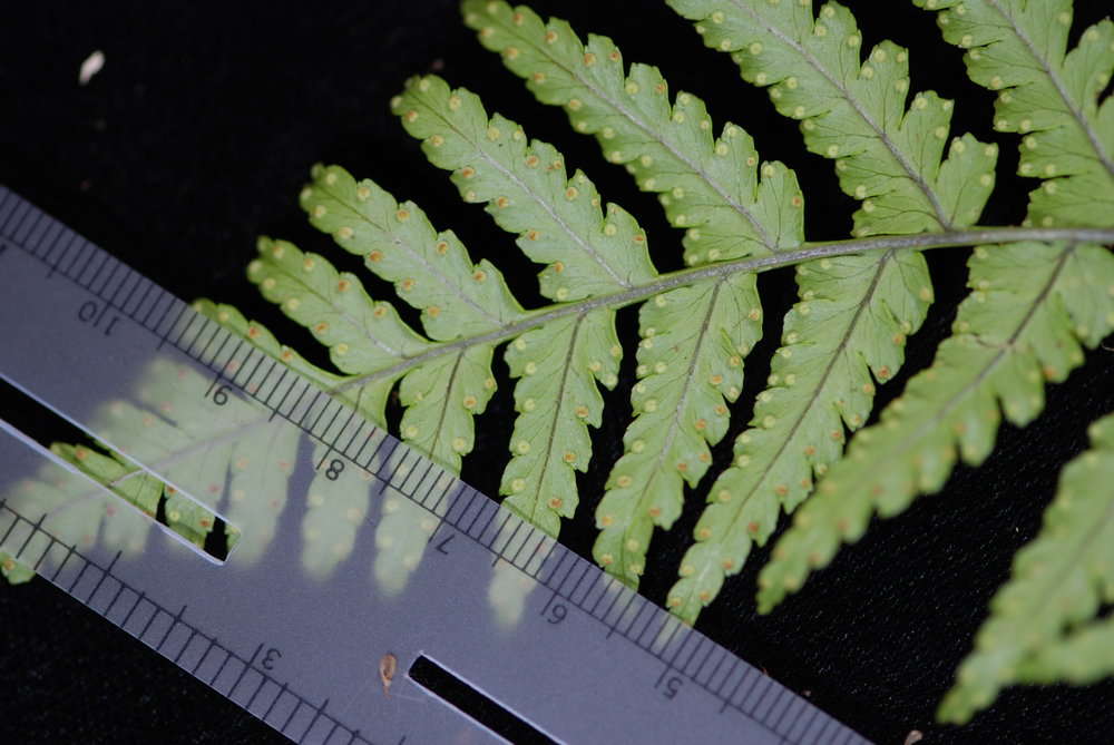 Image de Dryopteris macrolepidota Copel.