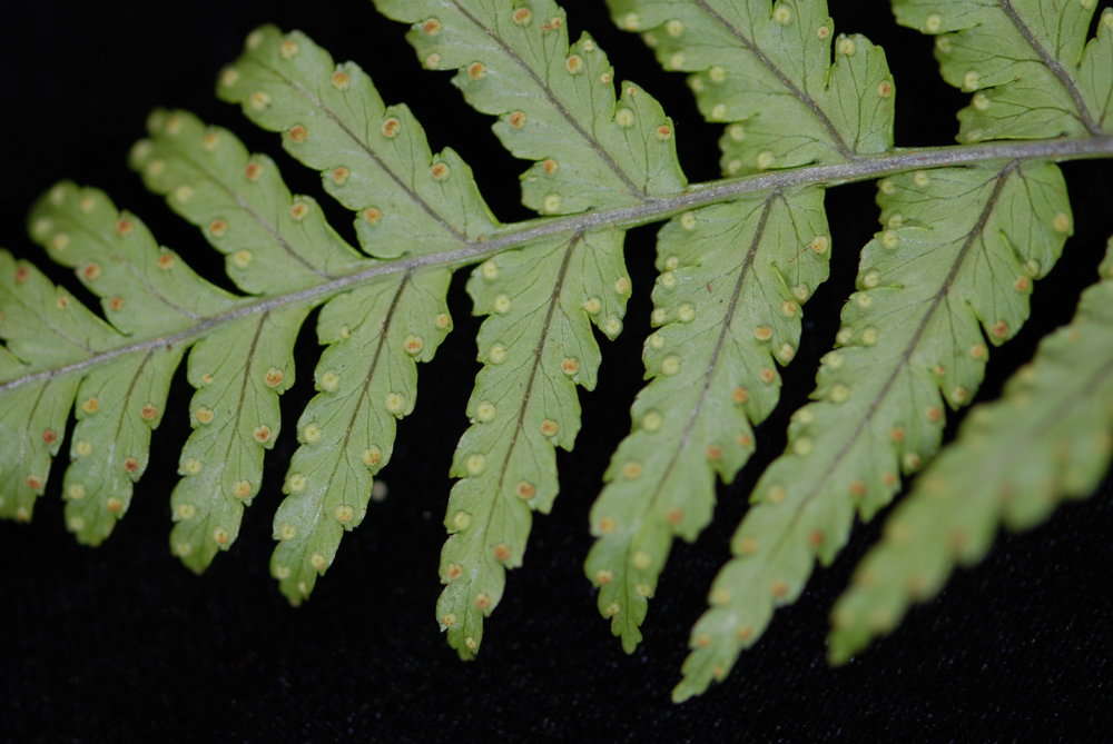 Image de Dryopteris macrolepidota Copel.