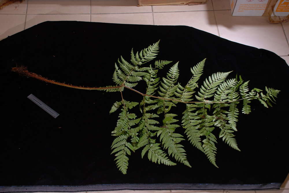 Image de Dryopteris macrolepidota Copel.