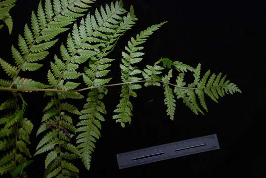 Image de Dryopteris macrolepidota Copel.