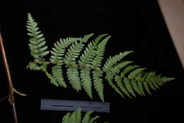 Image de Dryopteris macrolepidota Copel.