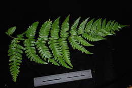 Image de Dryopteris macrolepidota Copel.