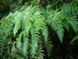 Image de Dryopteris macrolepidota Copel.