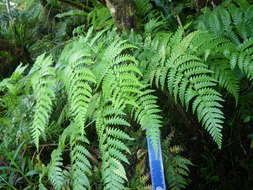 Image de Dryopteris macrolepidota Copel.