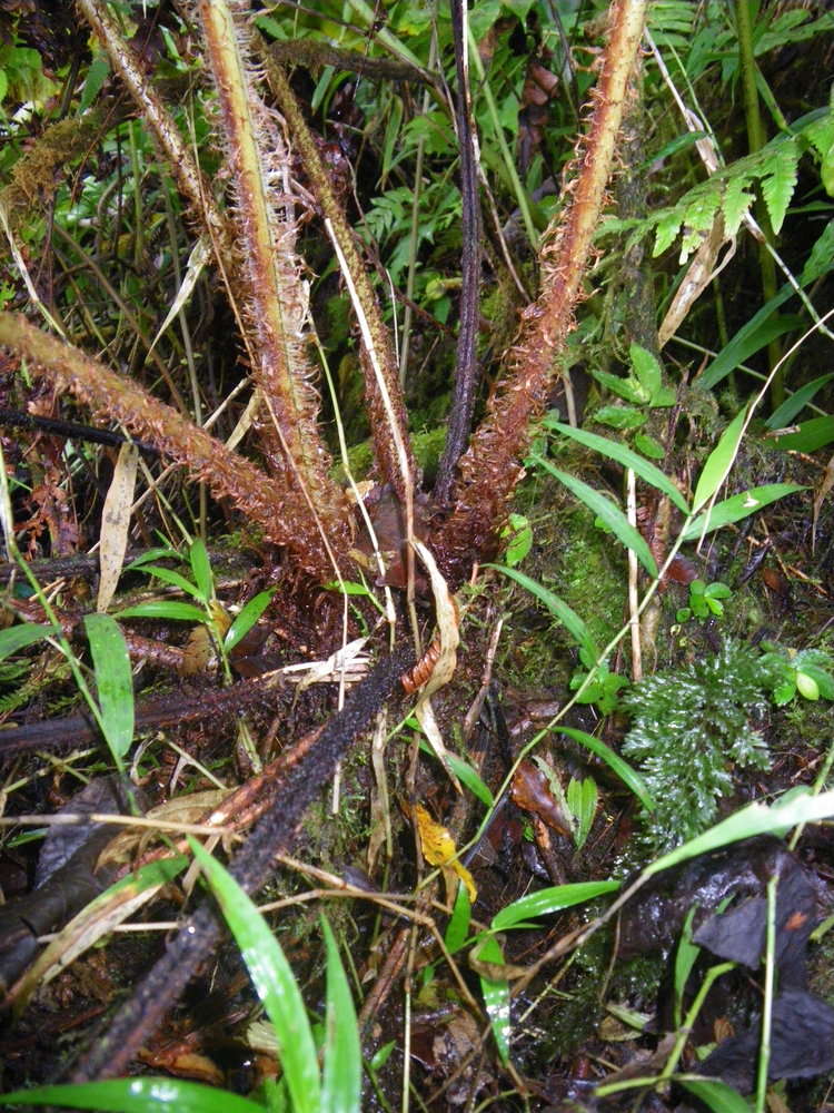 Image de Dryopteris macrolepidota Copel.