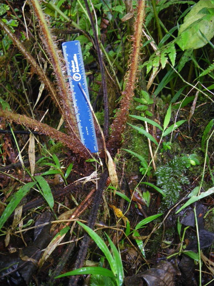 Image de Dryopteris macrolepidota Copel.