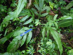 Image of Tectaria decurrens (Presl) Copel.