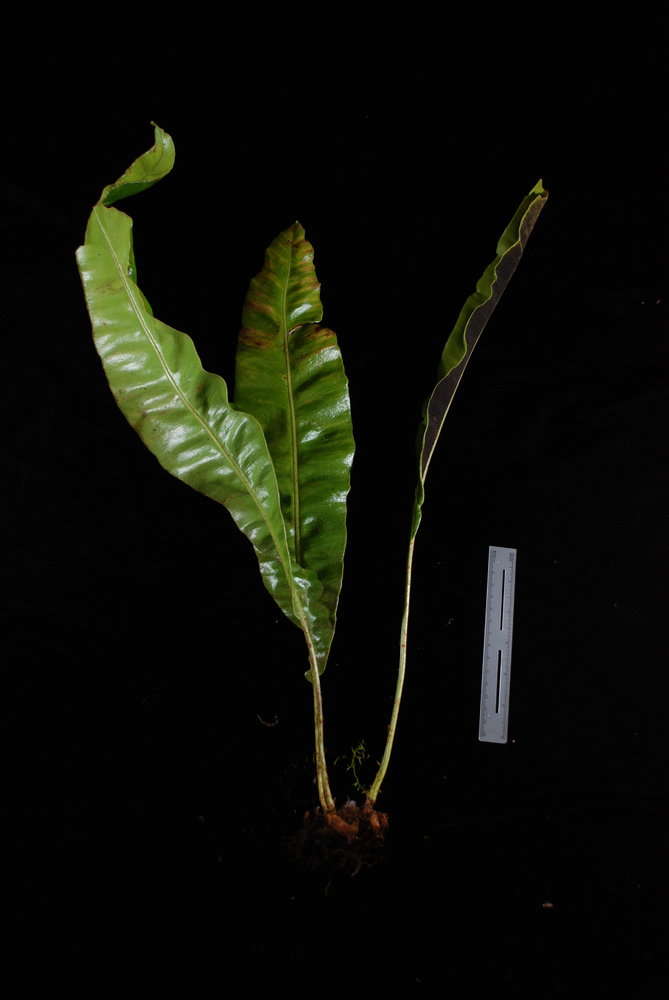 Image of Elaphoglossum savaiense (Bak.) Diels