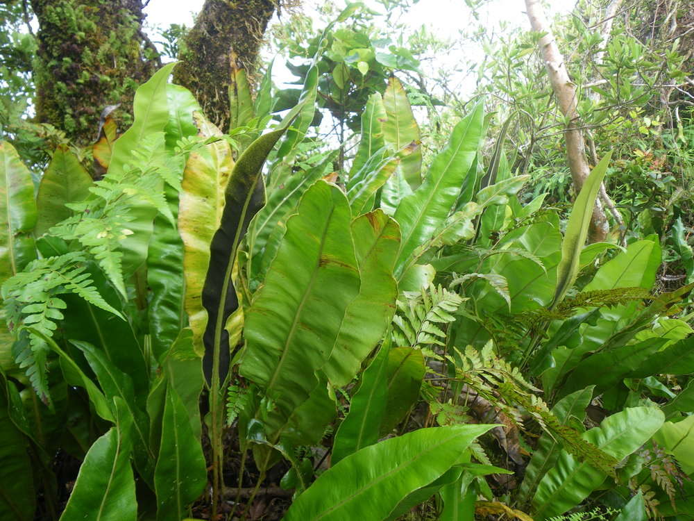 Elaphoglossum savaiense (Bak.) Diels resmi