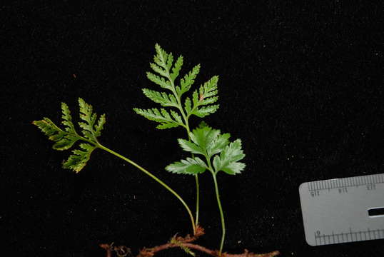 Image of rabbit's foot ferns