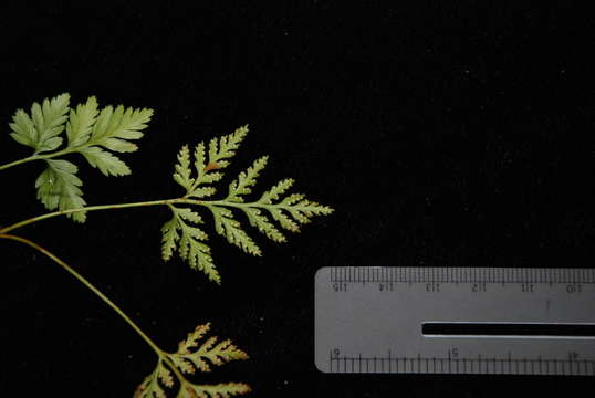 Image of rabbit's foot ferns