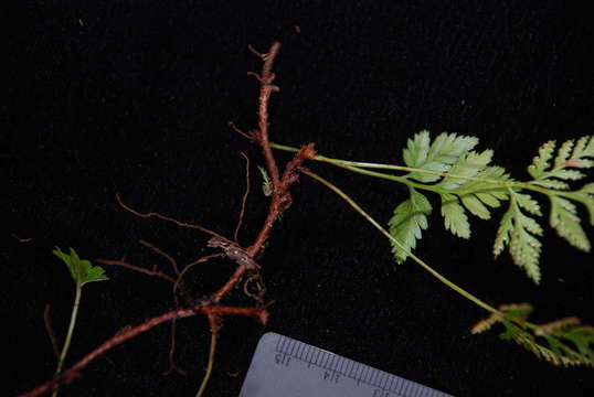 Image of rabbit's foot ferns