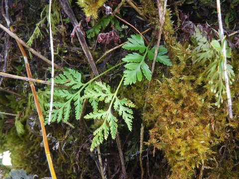 Sivun Davalliaceae kuva