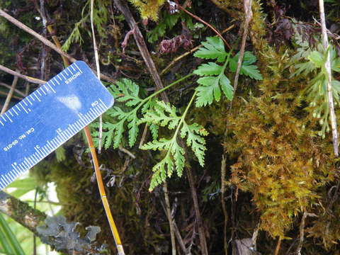 Image of rabbit's foot ferns