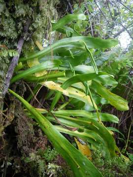 Sivun Ophioderma kuva