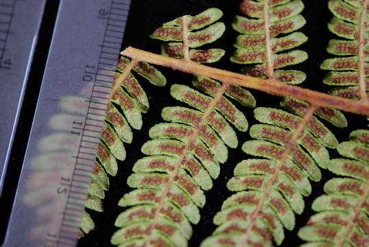 Image of Cyathea affinis (Forst.) Sw.