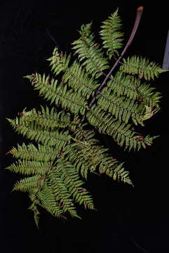 Image of Cyathea affinis (Forst.) Sw.