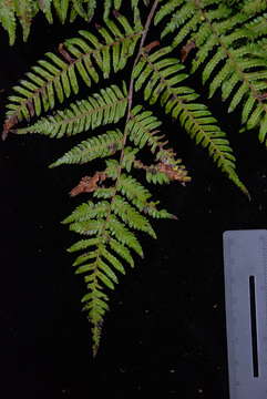 Image of Cyathea affinis (Forst.) Sw.