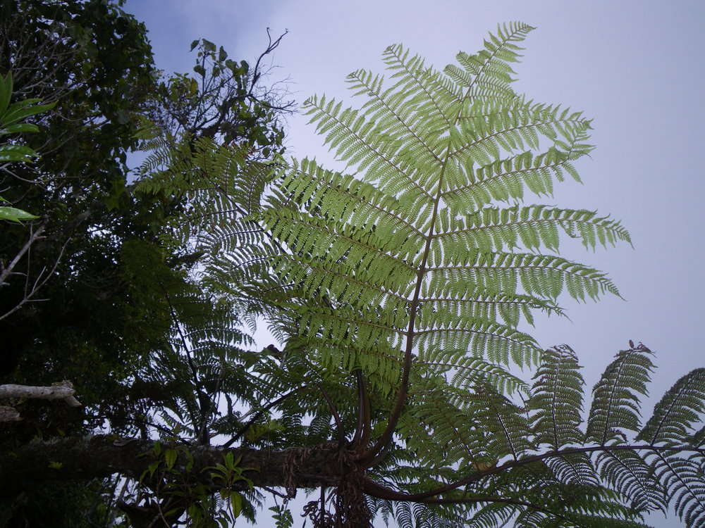 Cyathea affinis (Forst.) Sw. resmi