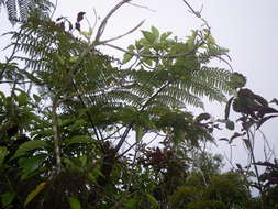 Image of Cyathea affinis (Forst.) Sw.