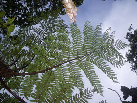 Cyathea affinis (Forst.) Sw. resmi