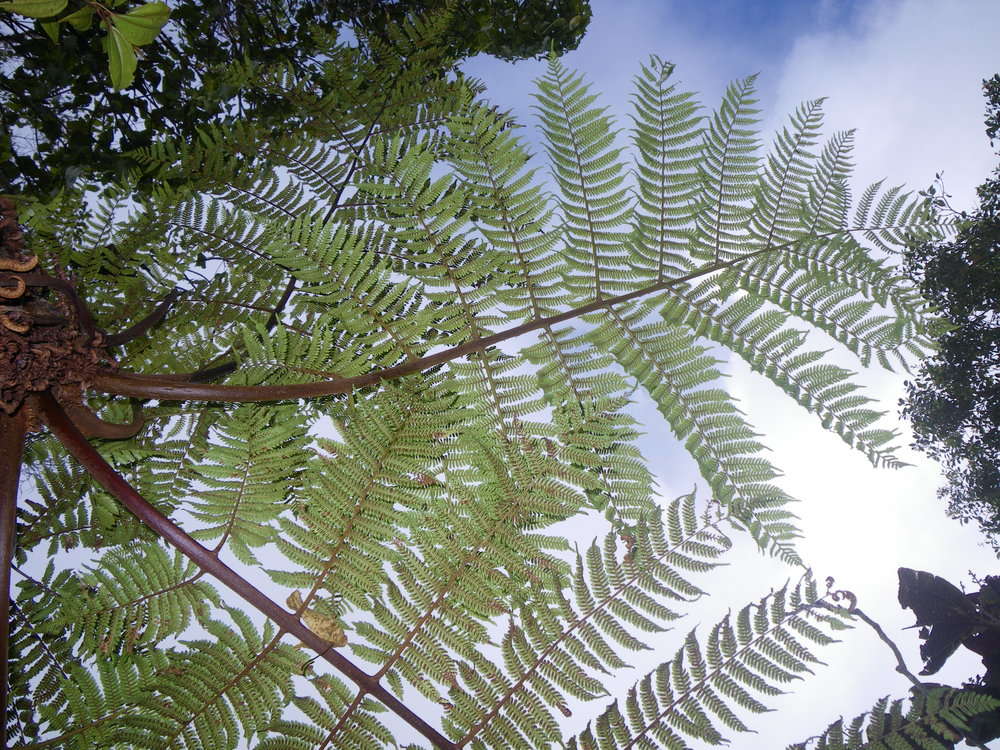 Cyathea affinis (Forst.) Sw. resmi