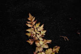 Image de Oeosporangium nudiusculum (R. Br.)