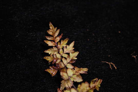 Image of naked lipfern