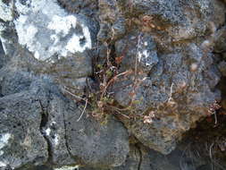 Image de Oeosporangium nudiusculum (R. Br.)