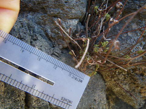 Image de Oeosporangium nudiusculum (R. Br.)