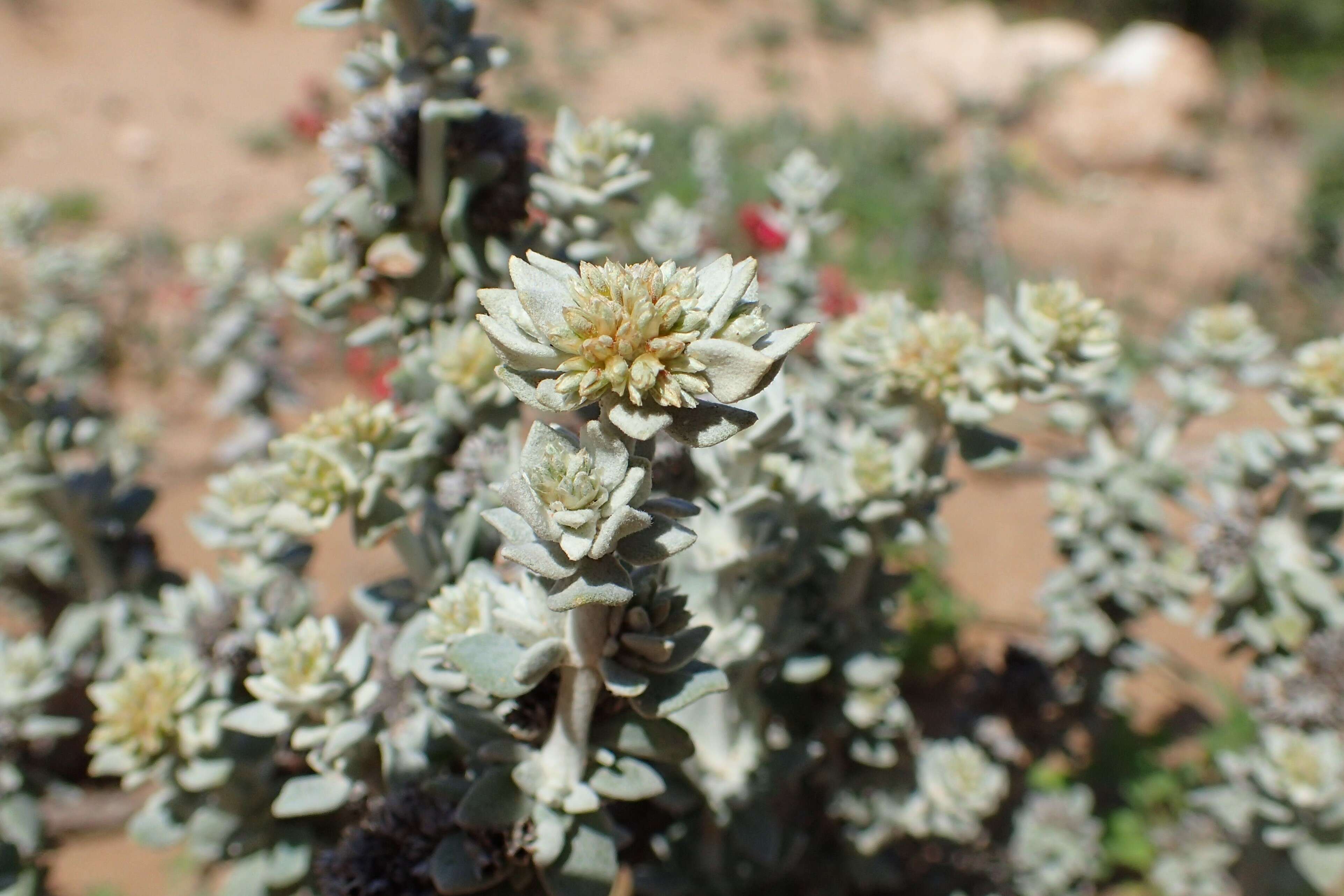 Plancia ëd Polycarpaea nivea (Ait.) Webb