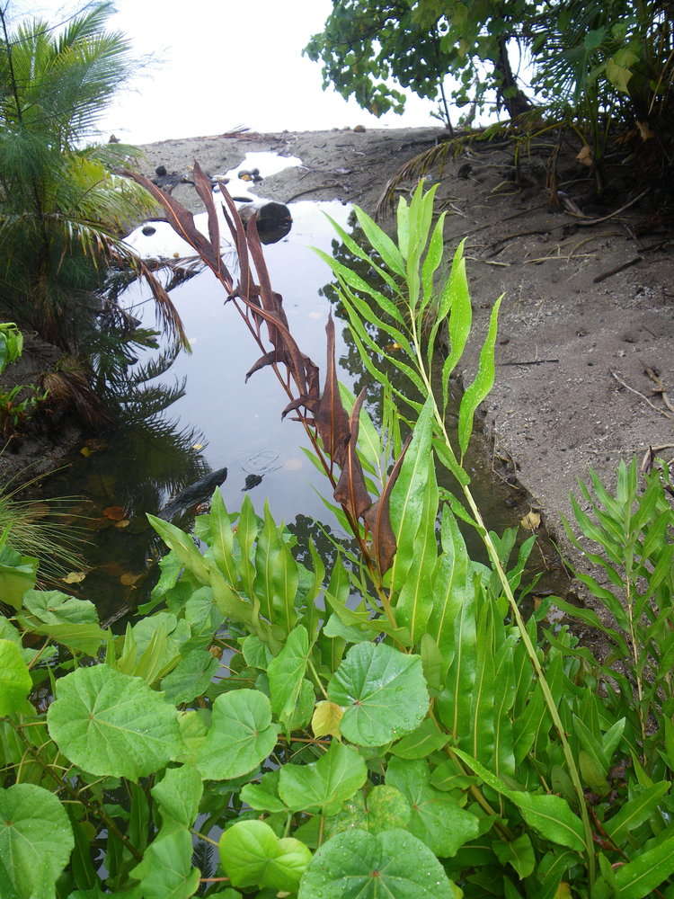 Image of leatherfern