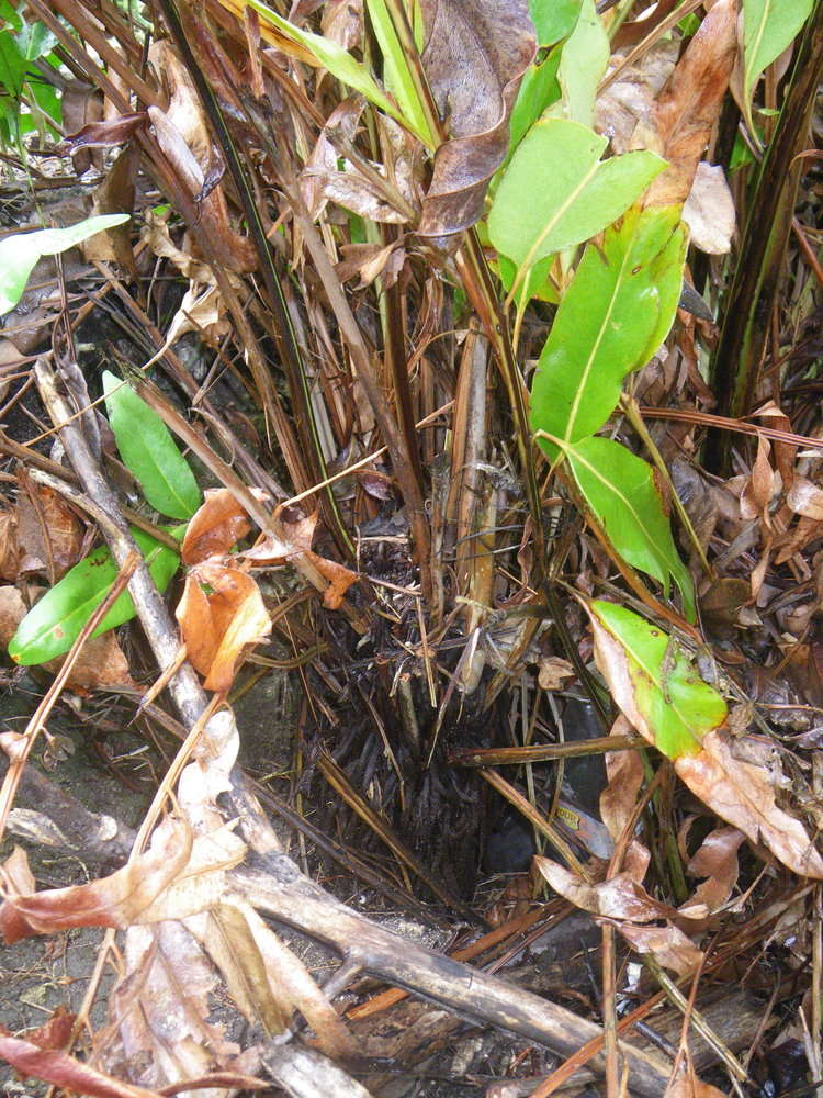 Image of leatherfern