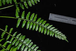 Image of delicate spleenwort