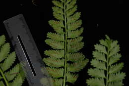 Image of delicate spleenwort
