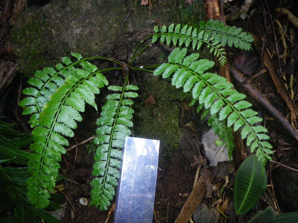 Image of delicate spleenwort