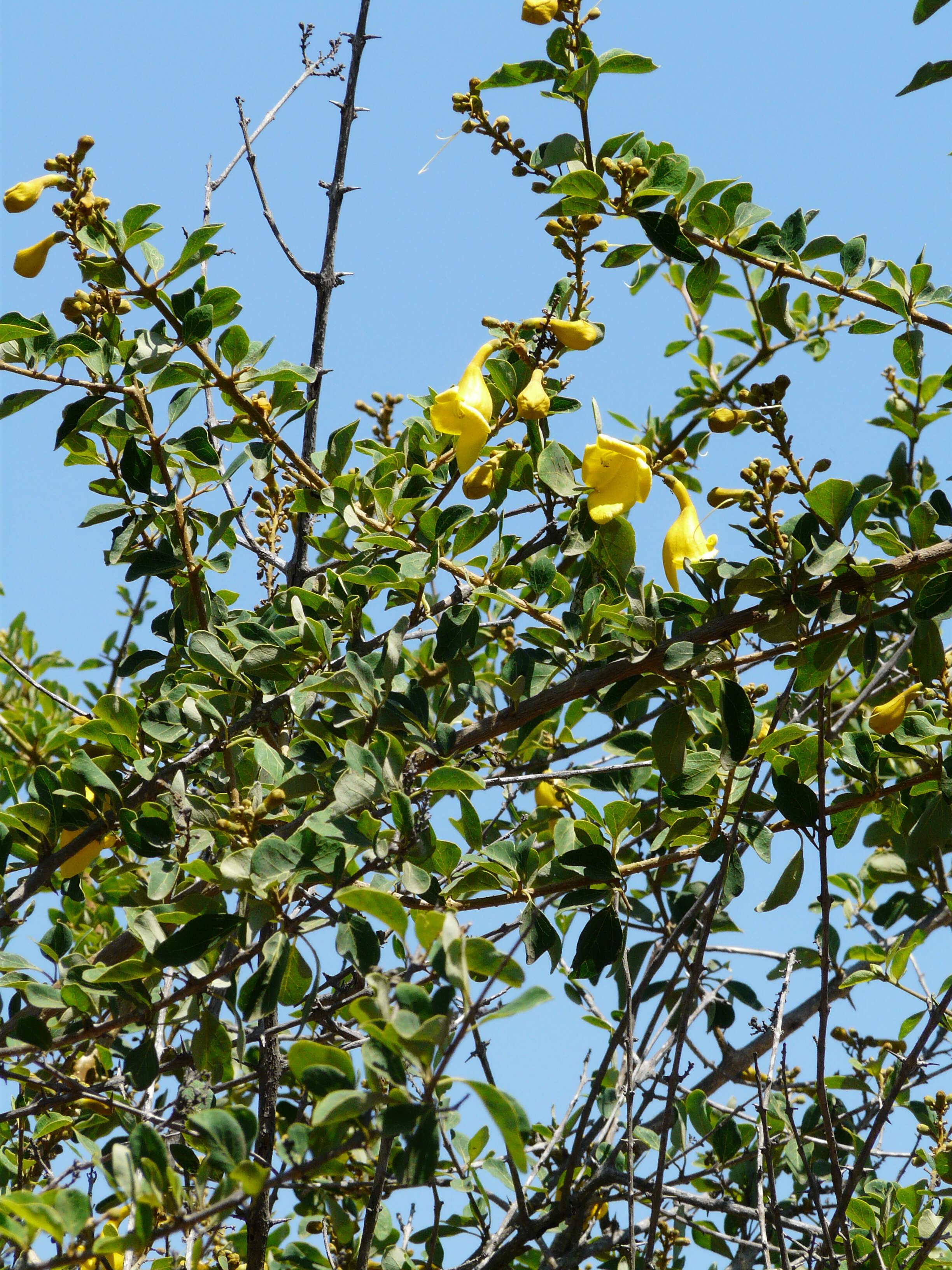 Image de Gmelina asiatica L.