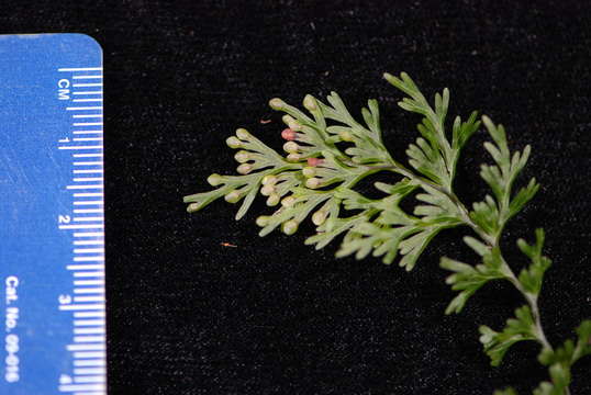 Image of Hymenophyllales